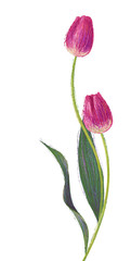 Illustration of nature
