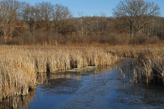 Stream Flowing Through Winter Wetlands