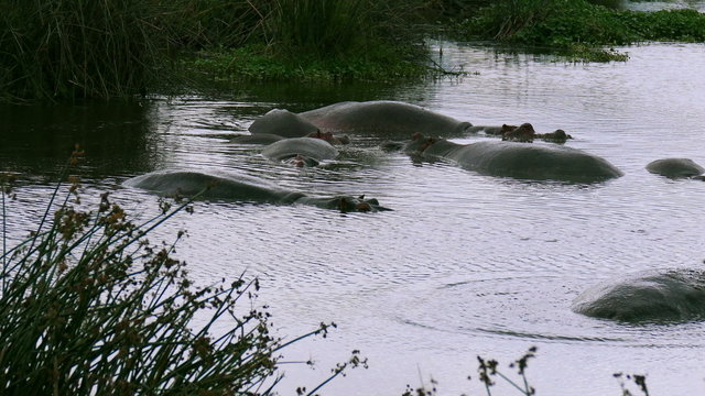 Hippos swimming in river. Safari. Africa. Tanzania. Ngorongoro. Travel tourism adventure in wild nature.