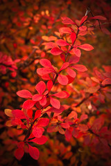 red leaves of berberis