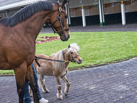 Two Horses At Churchill Downs The Home Of The Kentucky Derby