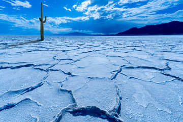 Digital image of cactus plant in the middle of cracked salt flat