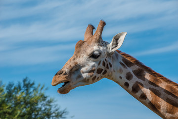 Obraz premium Close up photo of a Rothschild Giraffe head