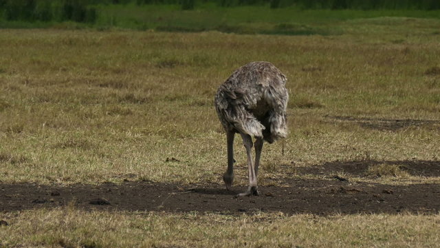 African Ostrich walking in savanna. Safari. Africa. Tanzania. Ngorongoro. Travel tourism adventure in wild nature.