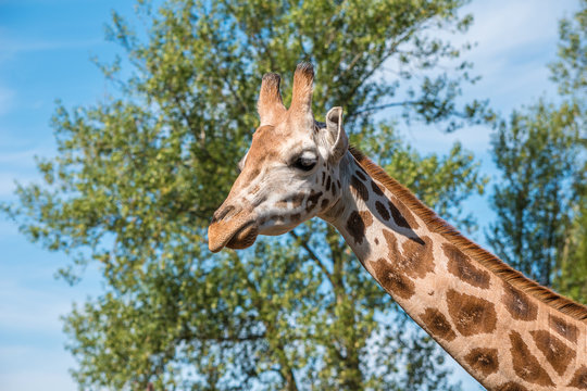 Close up photo of a Rothschild Giraffe head