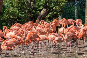 Flock of Flamingos