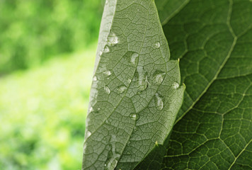Fresh green leaf with drops close-up