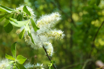 Flowering branch of tree with white flowers, closeup