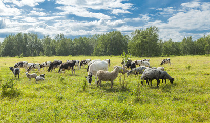 Calfs and lambs on a pasture in a sunny day
