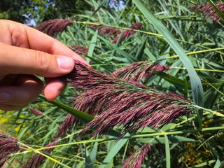 Nature at your fingertips
