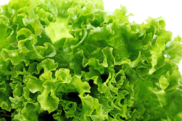 Fresh lettuce, closeup