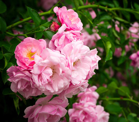 Fototapeta premium Pink flowers on the rose bush in garden, summer time