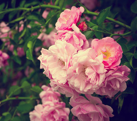 Pink flowers on the rose bush in garden, summer time