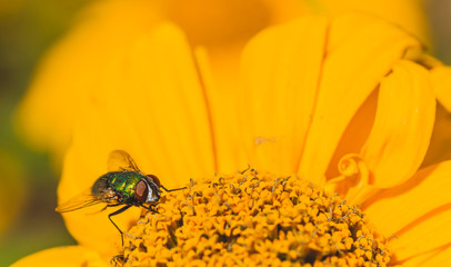 Close-up of a green bottle fly sitting on a yellow chrysanthemum.
