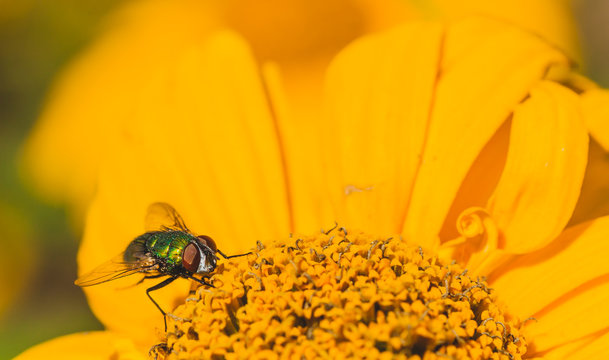 Close-up of a green bottle fly sitting on a yellow chrysanthemum.