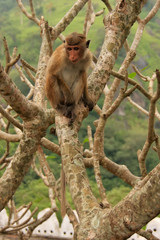 Toque macaque sitting on a tree at Cave Temple in Dambulla, Sri
