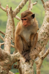 Fototapeta premium Toque macaque sitting on a tree at Cave Temple in Dambulla, Sri