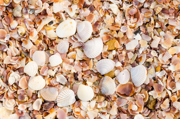 shell background on a sand beach
