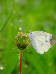 white butterfly and the dandelion