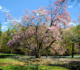 Spring Time / A view of the lawns of the Vanderbilt Mansion National Historic Site:  Hyde Park, New York