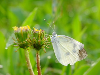 white butterfly and the dandelions #2