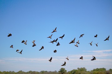 Flock of Whistling Ducks