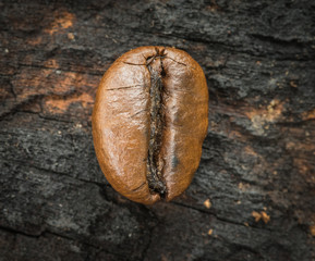 Fresh coffee beans on wood background