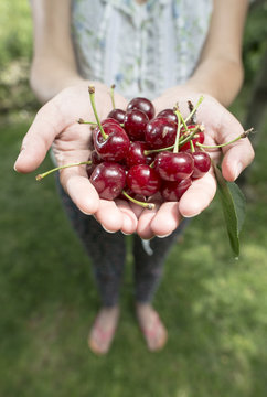 Woman holding Morello Cherries