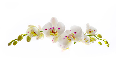 Beautiful White Orchid Flower over White Background - obrazy, fototapety, plakaty