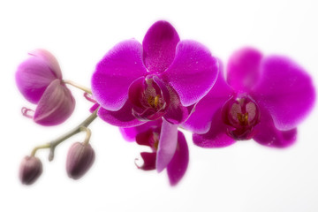 Naklejka na ściany i meble Purple Orchid Flower