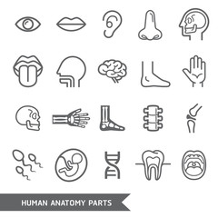Fototapeta premium Human anatomy body parts detailed icons set.