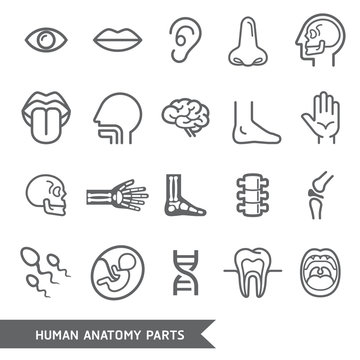 Human anatomy body parts detailed icons set.