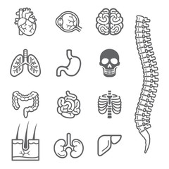 Human internal organs detailed icons set. 