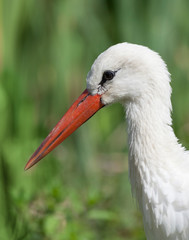 white stork