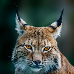 Siberian lynx - obrazy, fototapety, plakaty