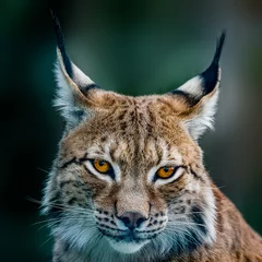 Wall murals Lynx Siberian lynx