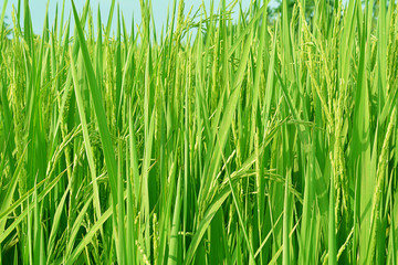 The rice tree and Rice seed on rice tree in rice field.
