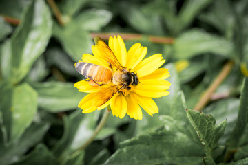 One bee on flower