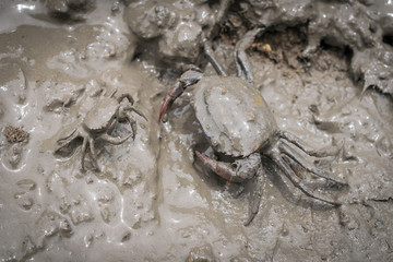 Field crab