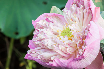 pink lotus flower in chiangmai thailand