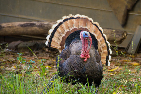 Peru / Perua na natureza