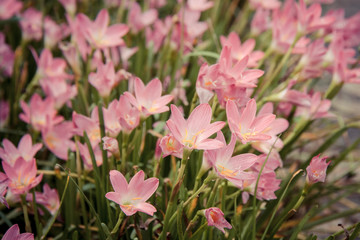 beautiful pink flower in the garden