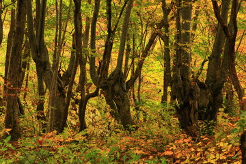 秋田県にかほ市　紅葉の獅子ヶ鼻湿原　あがりこ大王