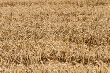 Roggen (Secale cereale) auf Feld, Roggenfeld