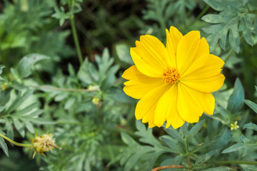 yellow flower