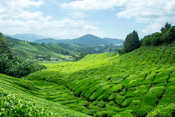Fototapeta premium cameron highlands