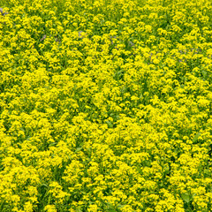 .Field rape seed flower plant