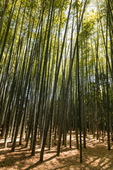 giant bamboo growing in forest