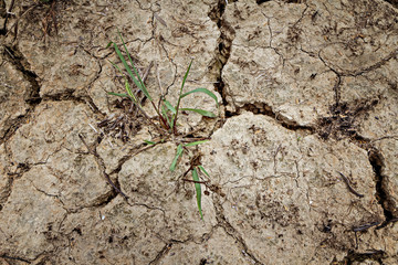 Plant grow up on dry cracked ground
