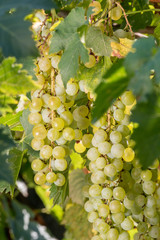 Vigneto con grappoli di uva bianca